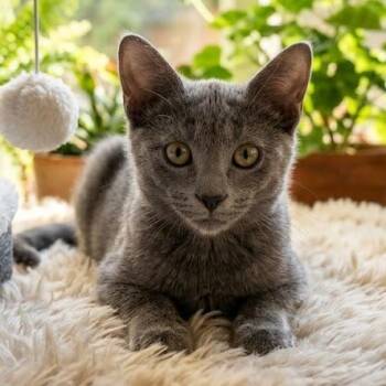Ice Cream Cake -  Domestic Short Hair Cat for Adoption in Toms Brook, Virginia - Ice Cream Cake | PetCurious