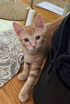 Cici -  Domestic Short Hair Cat for Adoption in Salt Point, New York - Cici | PetCurious