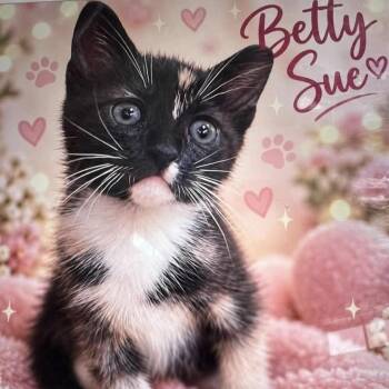 Betty Sue -  American Shorthair Cat for Adoption in Fort Payne, Alabama - Betty Sue | PetCurious