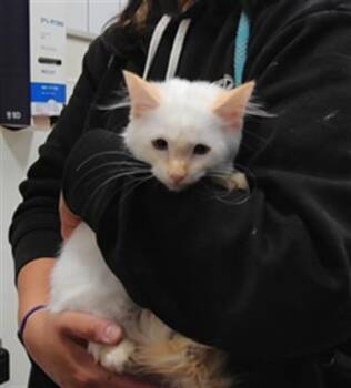 PEARL -  Domestic Short Hair Cat for Adoption in Albuquerque, New Mexico - PEARL | PetCurious