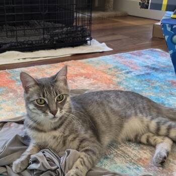 Missy -  Domestic Short Hair and Tabby Cat for Adoption in San Jose, California - Missy | PetCurious