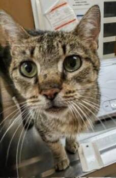ELVIRA -  Domestic Short Hair Cat for Adoption in Aliquippa, Pennsylvania - ELVIRA | PetCurious