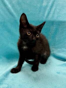 Macey -  Domestic Short Hair Cat for Adoption in Midland, Michigan - Macey | PetCurious