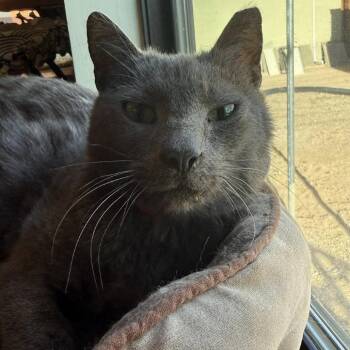 Magro -  Domestic Short Hair Cat for Adoption in Tucson, Arizona - Magro | PetCurious