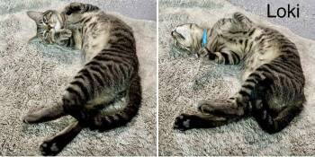 Loki -  Tabby and Domestic Short Hair Cat for Adoption in St. George, Utah - Loki | PetCurious