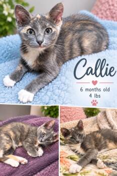 Callie - Sweet and affectionate -  Domestic Short Hair Cat for Adoption in Muskego, Wisconsin - Callie - Sweet And Affectionate | PetCurious