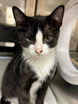 Brian -  Domestic Short Hair Cat for Adoption in Wichita, Kansas - Brian | PetCurious