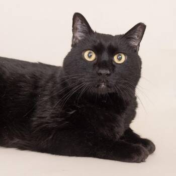 Feeny -  Domestic Medium Hair Cat for Adoption in Franklin, Tennessee - Feeny | PetCurious