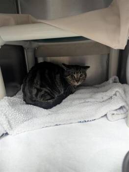 Domestic Short Hair Cats Available for Adoption in Montreal, Quebec - Léo | PetCurious