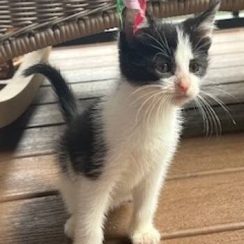 Rescue Domestic Short Hair Cats for Adoption in Granville, Ohio - Leaf | PetCurious