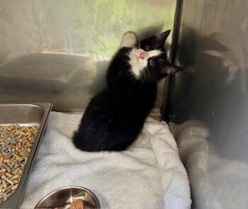 Domestic Short Hair Cats Available for Adoption in Providence Forge, Virginia - Sidney | PetCurious
