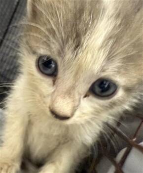 Rescue Domestic Short Hair Cats for Adoption in Fort Lauderdale, Florida - MARSH | PetCurious