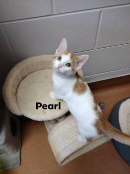 Pearl -  Domestic Short Hair Cat for Adoption in Monroe, Ohio - Pearl | PetCurious