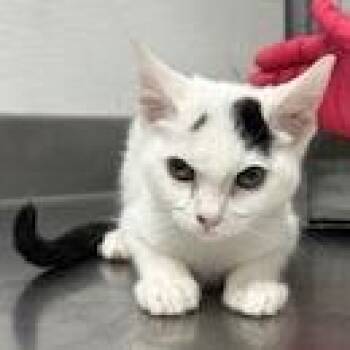 Domestic Short Hair Cats Available for Adoption in Kanab, Utah - Marley | PetCurious