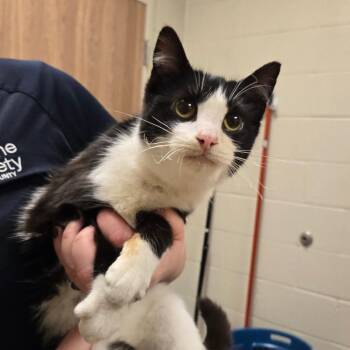 Domestic Short Hair Cats Available for Adoption - Raya | PetCurious