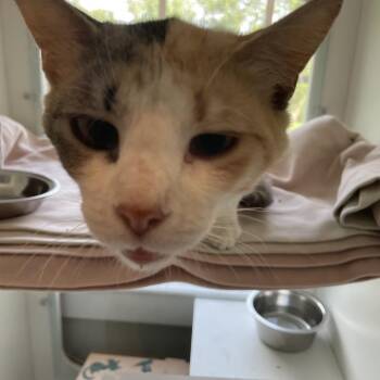 Lemonade -  Domestic Short Hair Cat for Adoption in Saint Charles, Missouri - Lemonade | PetCurious