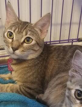 Rescue Domestic Short Hair and Tabby Cats for Adoption in Chandler, Arizona - Suri Deux | PetCurious