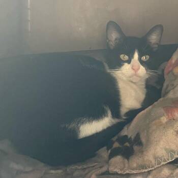 Domestic Short Hair Cats Available for Adoption in Philadelphia, Pennsylvania - Dolphin | PetCurious