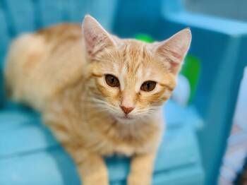 Cullen B. -  Tabby and Domestic Short Hair Cat for Adoption in Lucedale, Mississippi - Cullen B. | PetCurious