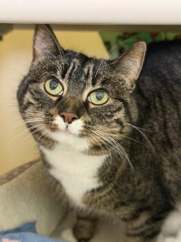 Patience -  Domestic Short Hair Cat for Adoption in Menomonie, Wisconsin - Patience | PetCurious