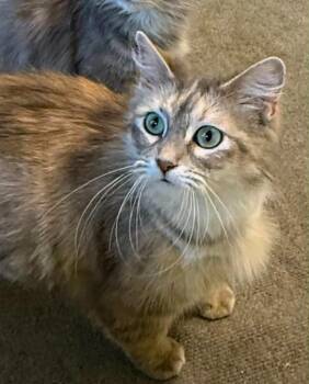 Domestic Long Hair Cats Available for Adoption in Urbandale, Iowa - Sadie | PetCurious