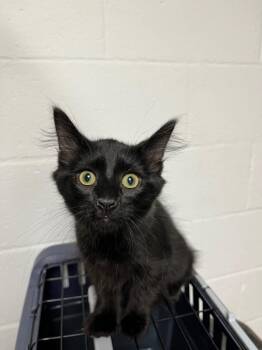 Midnight Sun -  Domestic Medium Hair Cat for Adoption in Troy, Ohio - Midnight Sun | PetCurious