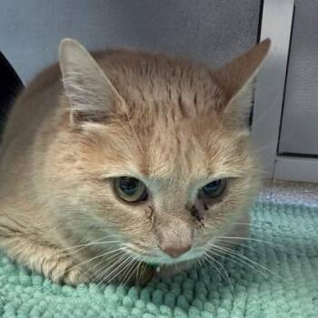 Domestic Short Hair Cats Available for Adoption - Otis | PetCurious