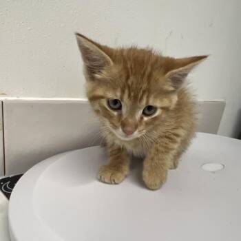 Domestic Short Hair Cats Available for Adoption in St. Louis, Missouri - Fonzie | PetCurious