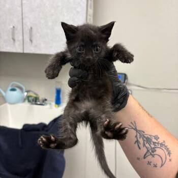 Jamie -  Domestic Short Hair Cat for Adoption in Columbiana, Alabama - Jamie | PetCurious
