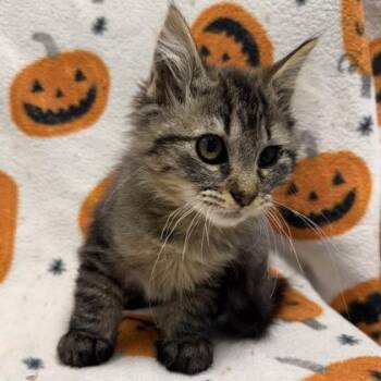 Angela Martin -  Domestic Long Hair and Domestic Short Hair Cat for Adoption in Janesville, Wisconsin - Angela Martin | PetCurious