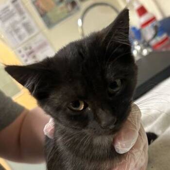 Rescue Domestic Short Hair Cats for Adoption in Asheville, North Carolina - Vax | PetCurious