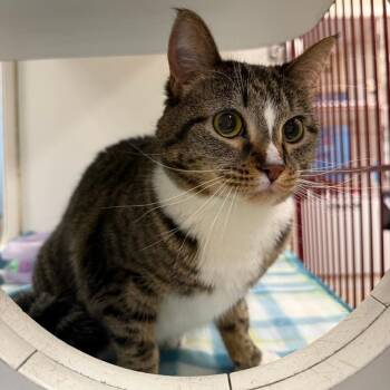 Domestic Short Hair Cats Available for Adoption - Stanley | PetCurious