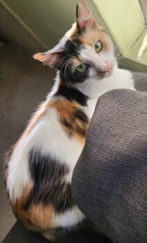 Rescue Calico Cats for Adoption in Santa Ana, California - SOL | PetCurious