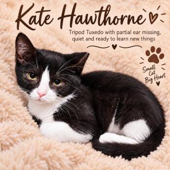 Kate (Tripod) -  Domestic Short Hair Cat for Adoption in Quincy, Ohio - Kate (Tripod) | PetCurious