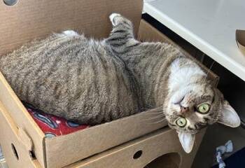 Domestic Short Hair Cats Available for Adoption in Kansas City, Missouri - Sadie | PetCurious