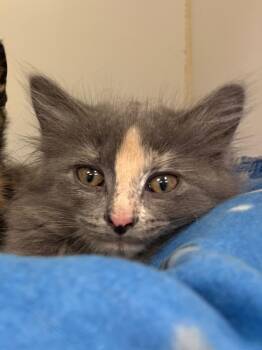 Pudding (Taylor Ridge) -  Domestic Medium Hair Cat for Adoption in Johnson City, Tennessee - Pudding (Taylor Ridge) | PetCurious
