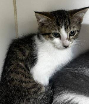 Twig 10 weeks old -  Domestic Short Hair Cat for Adoption in Sterling, Massachusetts - Twig 10 Weeks Old | PetCurious