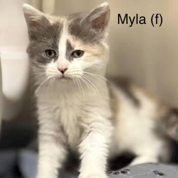 Domestic Medium Hair Cats Available for Adoption in New York, New York - Myla | PetCurious