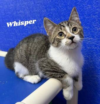 Whisper -  Domestic Short Hair Cat for Adoption in Dunkirk, New York - Whisper | PetCurious