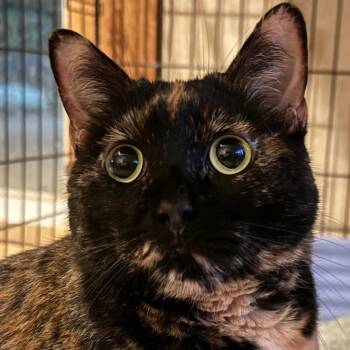 Fia McCracken -  Domestic Short Hair Cat for Adoption in Merrifield, Virginia - Fia McCracken | PetCurious