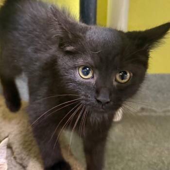 Amirah -  Domestic Short Hair Cat for Adoption in New Philadelphia, Ohio - Amirah | PetCurious