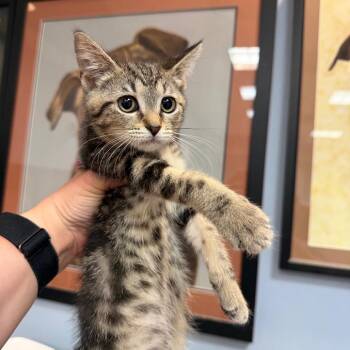 Diplo -  Domestic Short Hair Cat for Adoption in Port Charlotte, Florida - Diplo | PetCurious