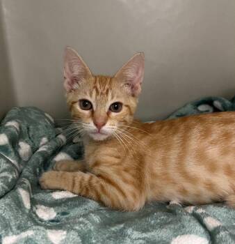 Franklin -  Domestic Short Hair Cat for Adoption in Genoa, Illinois - Franklin | PetCurious