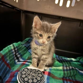 Leo -  Domestic Short Hair Cat for Adoption in Columbus, Georgia - Leo | PetCurious