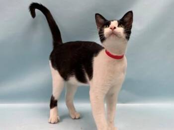 Molly -  Domestic Short Hair Cat for Adoption in Minneapolis, Minnesota - Molly | PetCurious