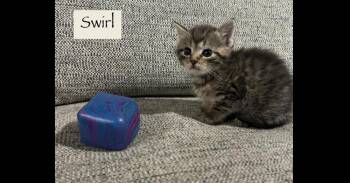 Domestic Short Hair Cats Available for Adoption in Chalfont, Pennsylvania - Swirl | PetCurious