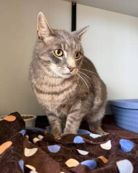 Domestic Short Hair Cats Available for Adoption in Mauston, Wisconsin - Smokie | PetCurious