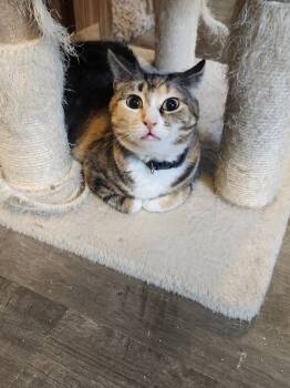 Rescue Domestic Short Hair Cats for Adoption in Rice Lake, Wisconsin - Lindsey | PetCurious