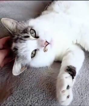 Patchy - Rancho Cucamonga PetSmart -  Domestic Short Hair Cat for Adoption in Yorba Linda, California - Patchy - Rancho Cucamonga PetSmart | PetCurious