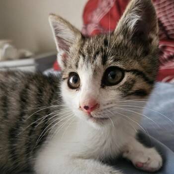 Osuki -  Domestic Short Hair Cat for Adoption in Los Angeles, California - Osuki | PetCurious